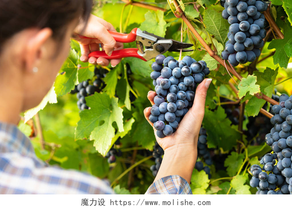女人在农场摘葡萄年轻漂亮的女人采摘成熟的黑色葡萄束在酒厂葡萄园的藤蔓在她的手和修整剪的特写视图